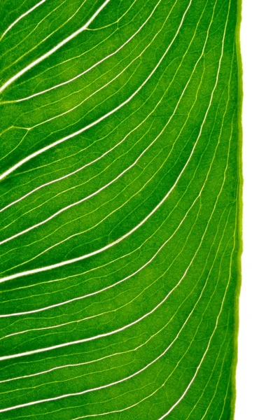 Вертикальный лист Калла — стоковое фото