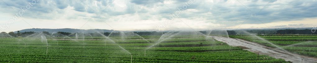Watering fields panorama
