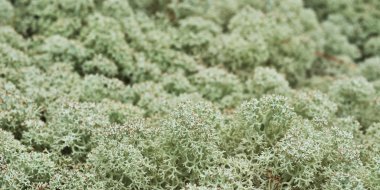 Reindeer moss clipart