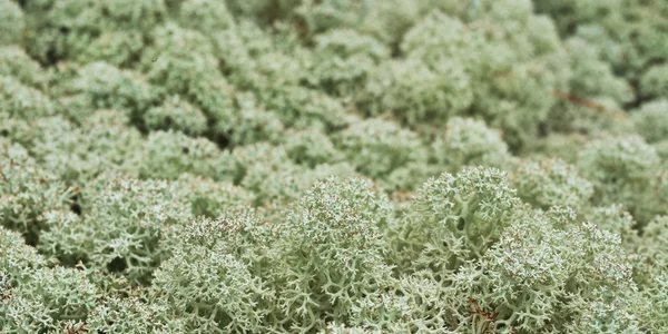 stock image Reindeer moss