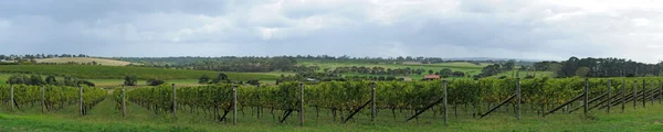 Fresh winery panorama — Stock Photo, Image