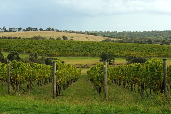 Winery rows — Stock Photo, Image