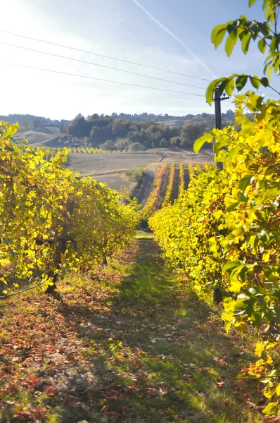 Winnice i pola w reggio emilia hills — Zdjęcie stockowe