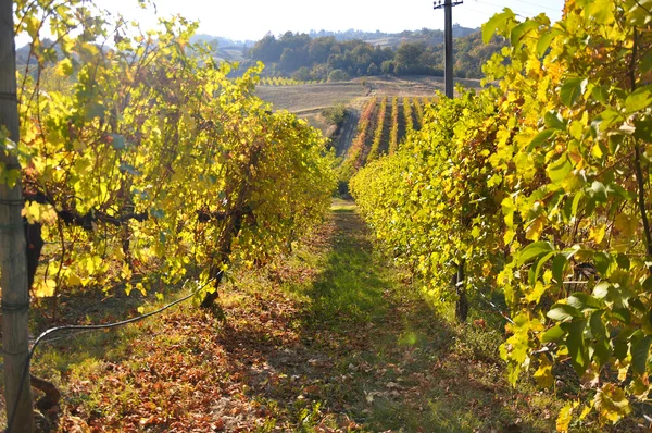 Vineyards and fields in Reggio Emilia hills — Stock Photo, Image