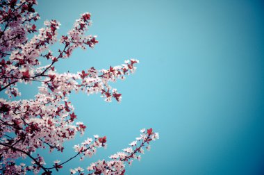 Bahar çiçek açması ağaç dallarında