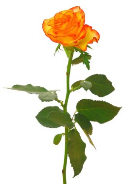 Orange rose clipart