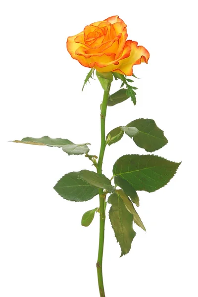 stock image Orange rose