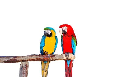 Two parrots clipart