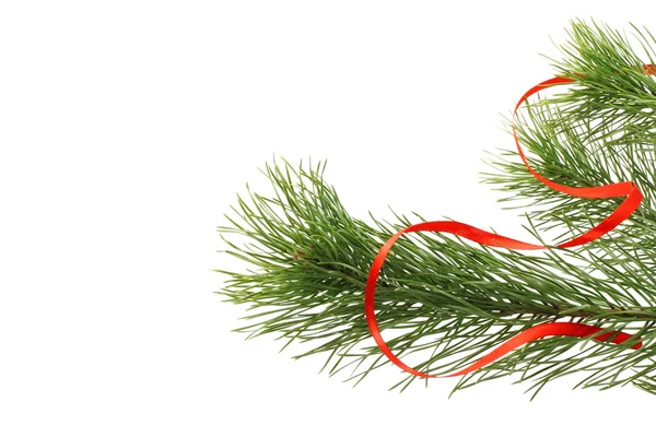 FIR tree förgrena sig med rött band — Stockfoto