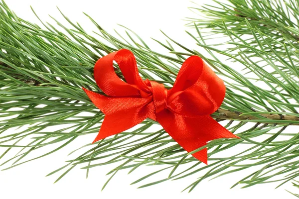 Fir tree branch with red bow — Stock Photo, Image