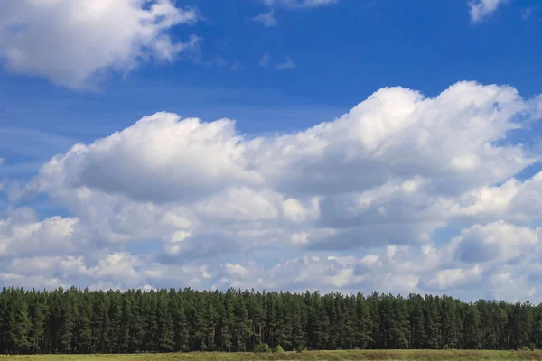 Δάσος με φωτεινό μπλε ουρανό — Φωτογραφία Αρχείου