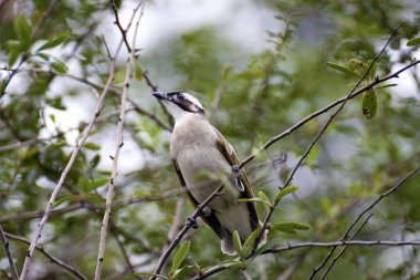 Çin bulbul