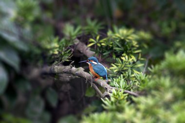 Ortak Kingfisher