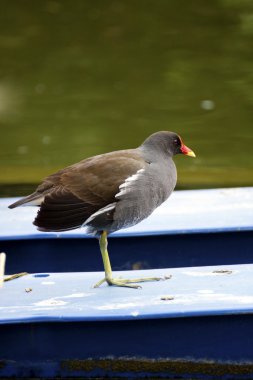 ortak moorhen