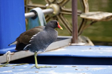 ortak moorhen