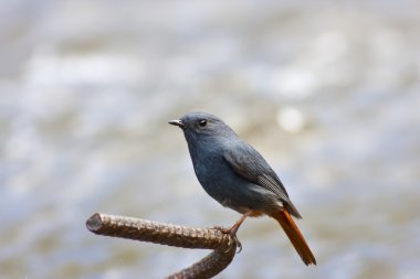 Plumbeous Water Redstart clipart