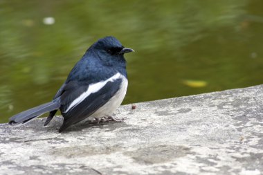 oryantal saksağan robin