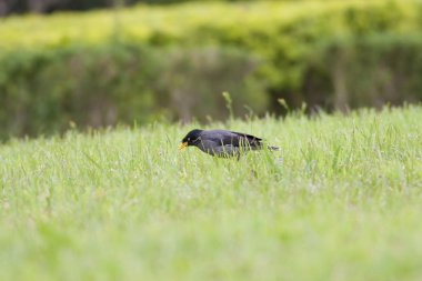 ortak myna