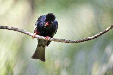 siyah bulbul