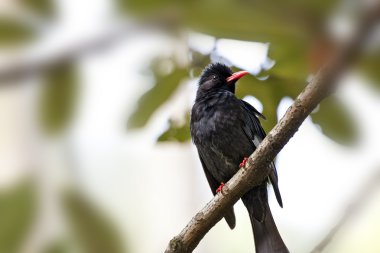 siyah bulbul