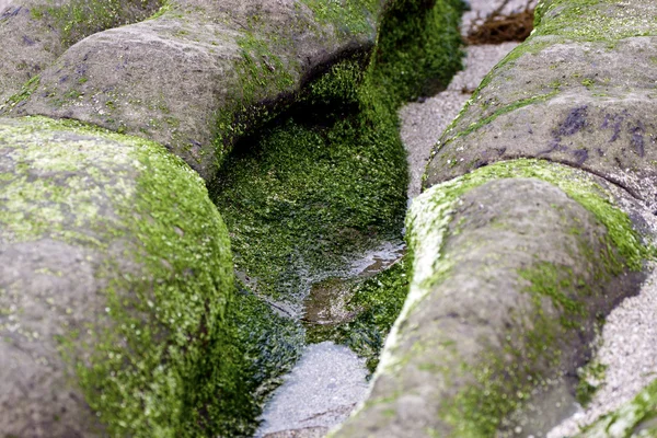 Зеленый риф — стоковое фото