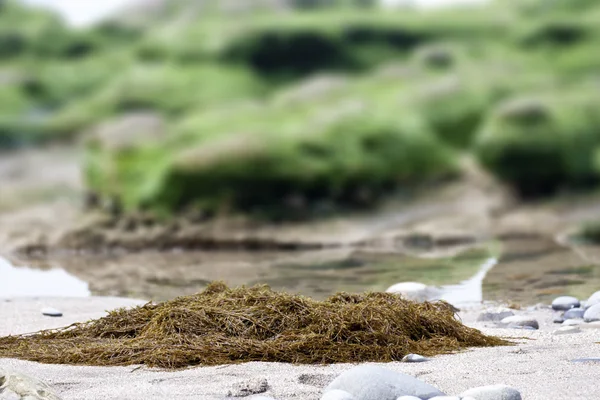 Wodorosty morskie — Zdjęcie stockowe