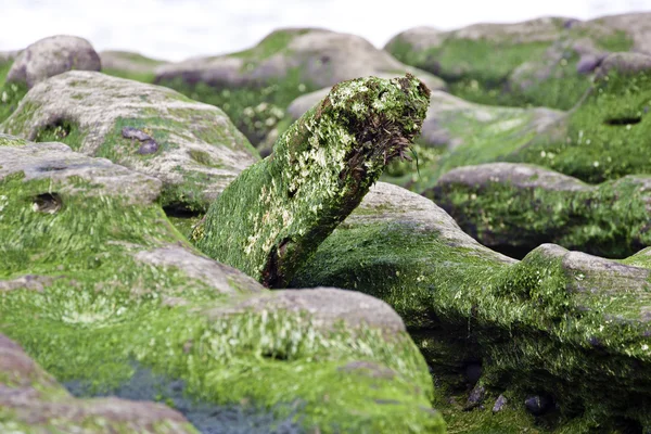 Зеленый риф — стоковое фото