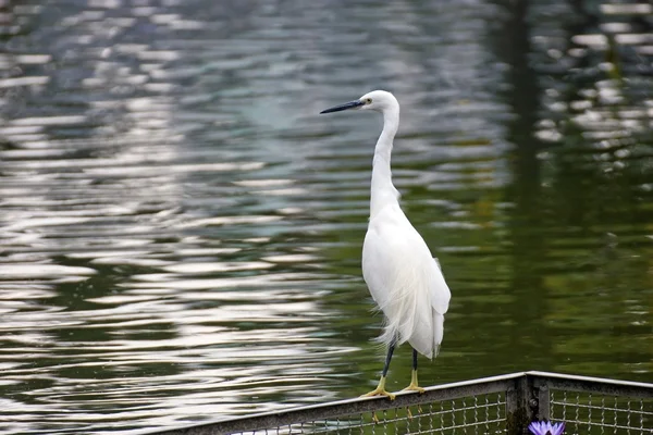 Pequeno egret. — Fotografia de Stock