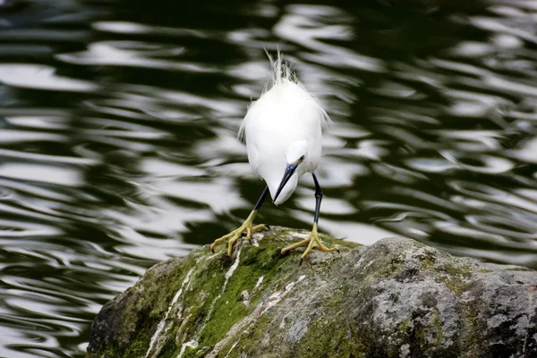Little Egret — Stock Photo, Image