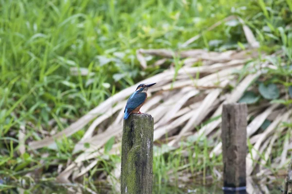 Common kingfisher — Stock Photo, Image