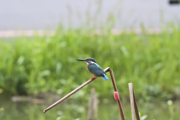 Pescador-real comum — Fotografia de Stock