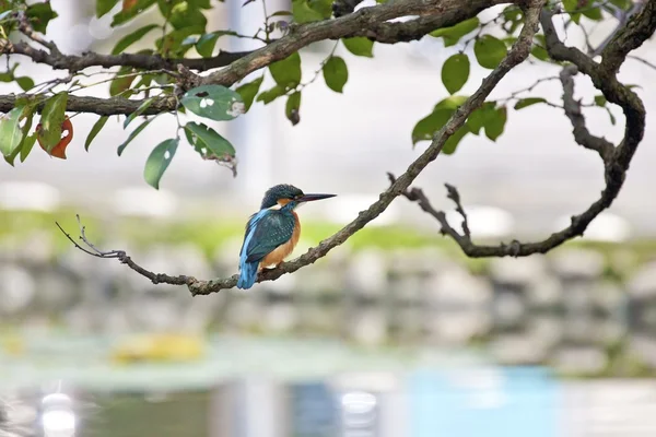 Ortak Kingfisher — Stok fotoğraf