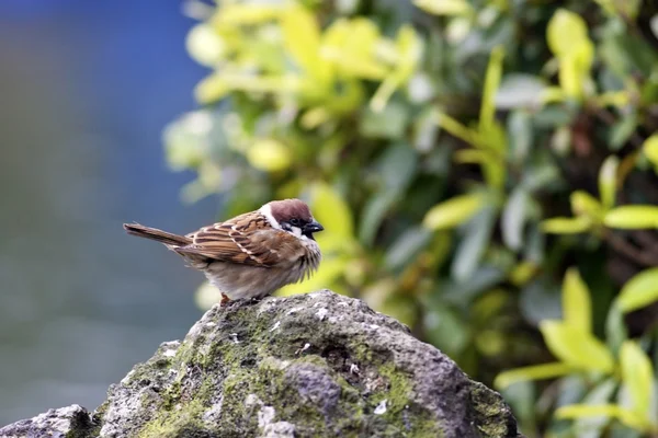 Tree Sparrow — Φωτογραφία Αρχείου