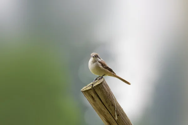 Shrike marrón — Foto de Stock
