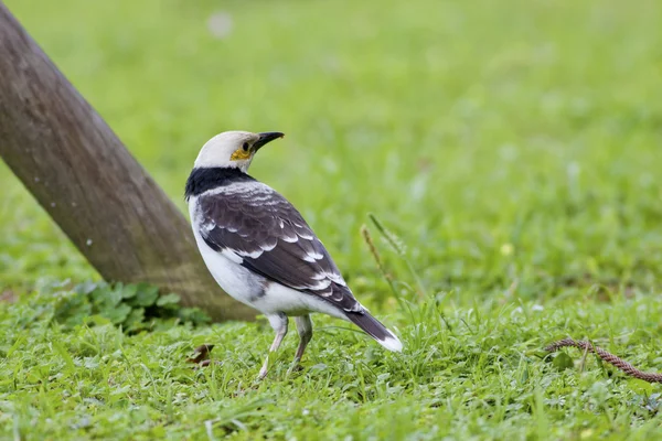 Black-collard Starling — Stock Photo, Image