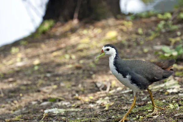 White-breasted Waterhen — Stock Photo, Image