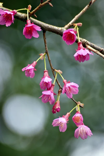 Цветение розовой вишни — стоковое фото