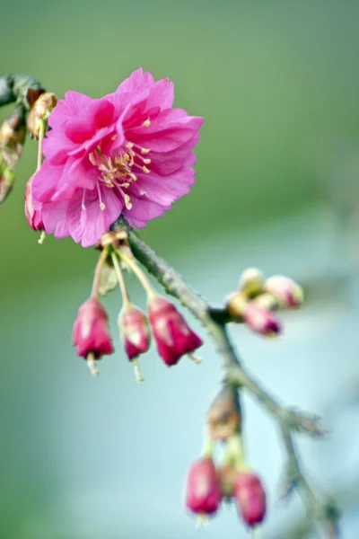 Цветение розовой вишни — стоковое фото