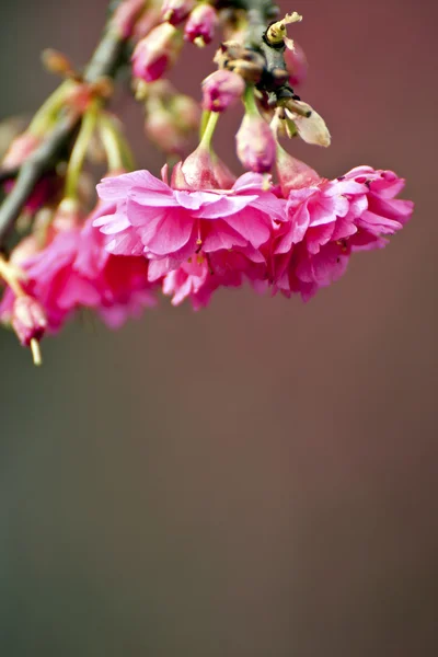 粉红色的樱花 — 图库照片