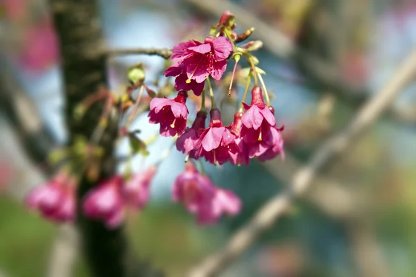 Rosarote Kirschblüten — Stockfoto