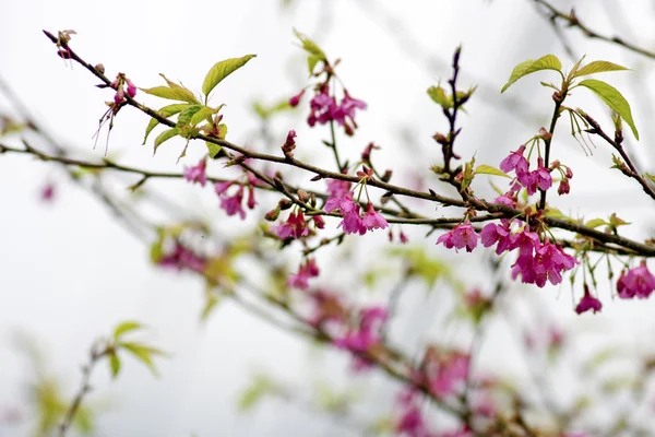 Pink cherry blossoms — Stock Photo, Image