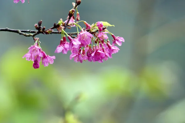 Fiori di ciliegio rosa — Foto Stock