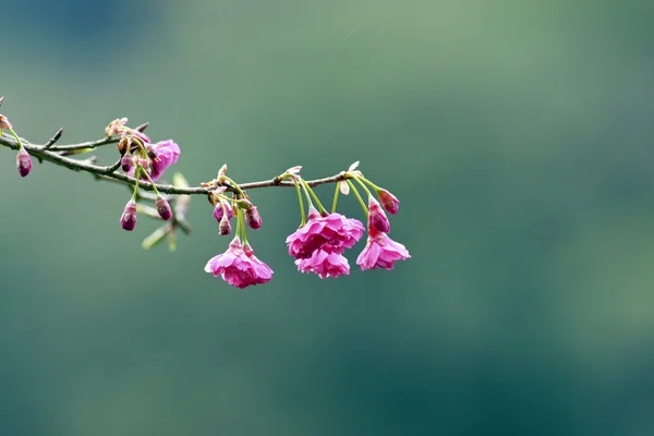 Flores de cerezo rosa —  Fotos de Stock