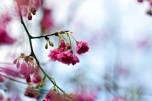 Fiori di ciliegio rosa — Foto Stock