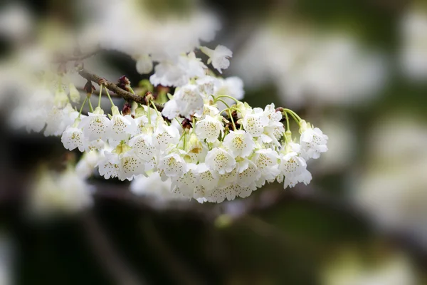 Bílé květy třešní — Stock fotografie