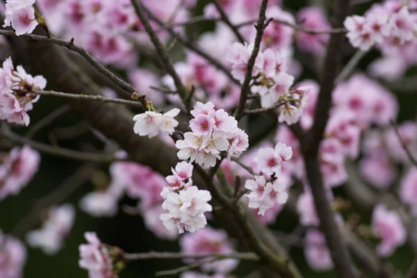 白樱桃花 — 图库照片