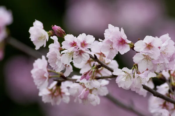 Fiori di ciliegio bianchi — Foto Stock