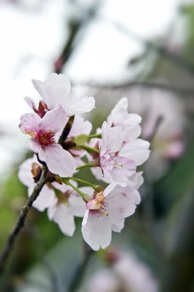 White cherry blossoms — Stock Photo, Image