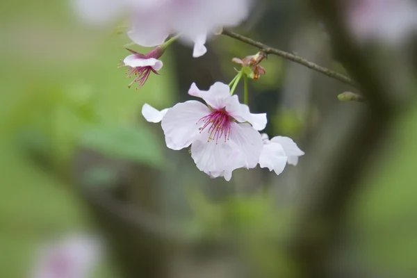 Цветение белой вишни — стоковое фото