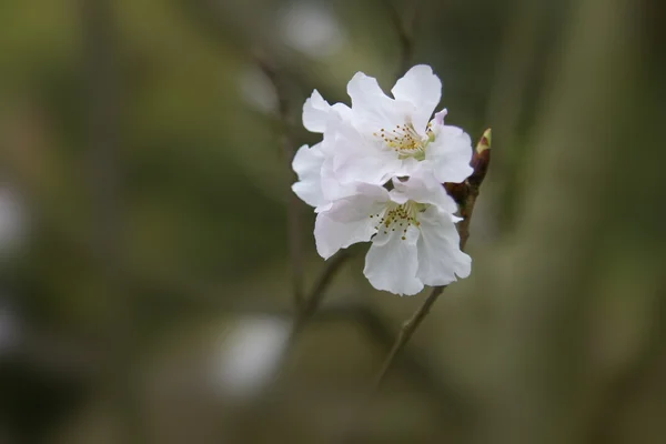 Kwiaty wiśni białej — Zdjęcie stockowe